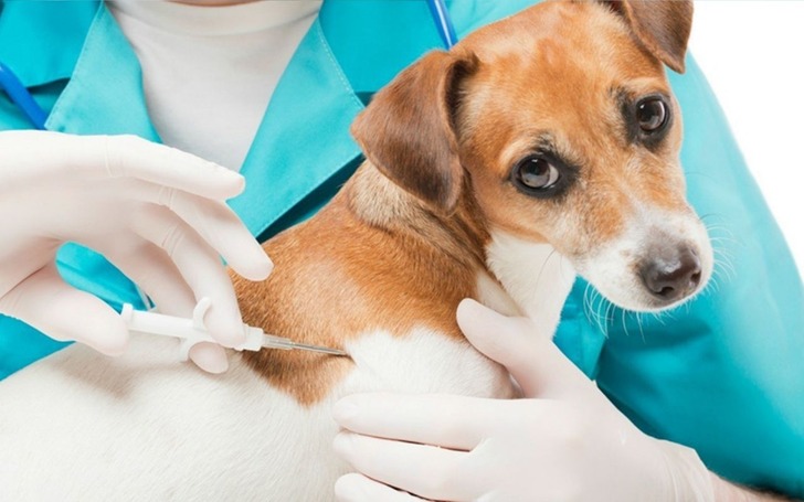 Evcil hayvanlar için çip uygulamasında son gün yaklaştı!