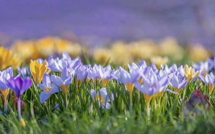 Sadece gramı 700 lira! "Kırmızı altın" tüm mesleklerden daha çok kazandırıyor! 