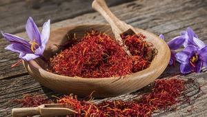 Sadece gramı 700 lira! "Kırmızı altın" tüm mesleklerden daha çok kazandırıyor