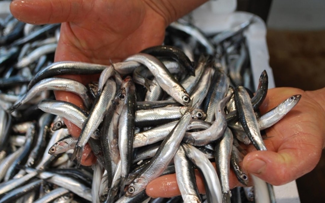 Karadeniz&rsquo;de "bolluk" paradoksu balık&ccedil;ıyı zarara soktu