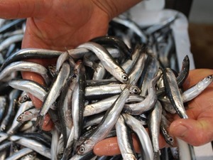 Hamsi, palamuttan tahtını geri aldı