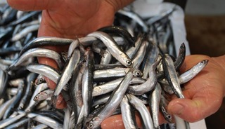 Karadeniz’de "bolluk" paradoksu balıkçıyı zarara soktu