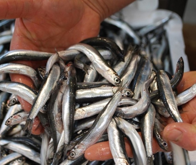 Karadeniz’de "bolluk" paradoksu balıkçıyı zarara soktu