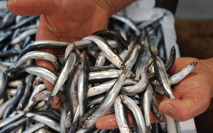 Karadeniz’de "bolluk" paradoksu balıkçıyı zarara soktu
