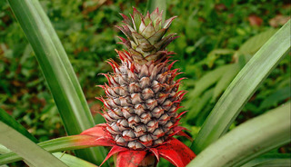 Rengi Beyaz, Tadı Ananas! Gören "Ham" Sanıyor Ama Bu Çilek Ezber Bozuyor