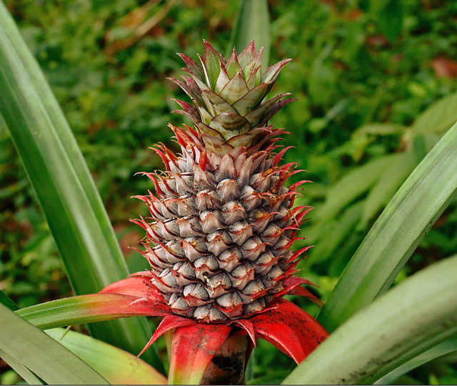 Rengi beyaz, tadı ananas! Gören "Ham" sanıyor ama bu çilek ezber bozuyor