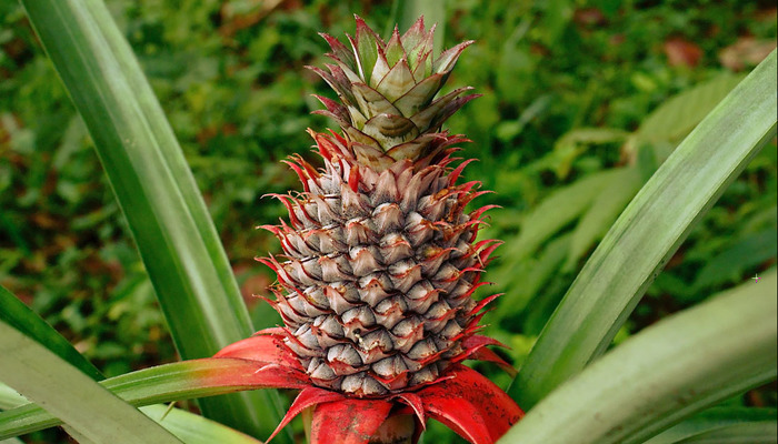 Rengi beyaz, tadı ananas! Gören "Ham" sanıyor ama bu çilek ezber bozuyor