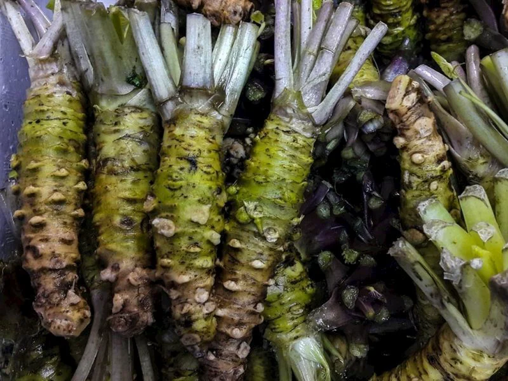 Kilosu 400 Dolar! Dünyanın En Pahalı Bitkisi "Gerçek Wasabi" İçin Karadeniz Vadileri İşaret Edildi