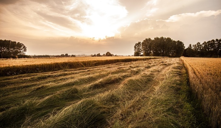 Arsa Yatırımının Altın Kuralları: Tarla mı, İmarlı Arsa mı?