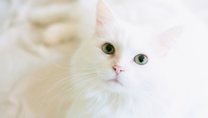 Hayvan sahiplerine son 4 g&uuml;n! 8 bin lirayı aşkın mikro&ccedil;ip cezası gelebilir