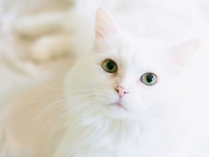 Hayvan sahiplerine son 4 g&uuml;n! 8 bin lirayı aşkın mikro&ccedil;ip cezası gelebilir