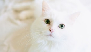 Hayvan sahiplerine son 4 g&uuml;n! 8 bin lirayı aşkın mikro&ccedil;ip cezası gelebilir