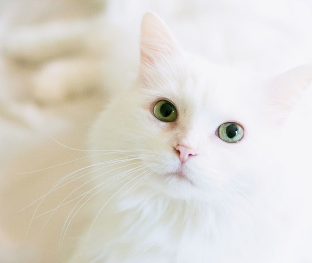 Hayvan sahiplerine son 4 g&uuml;n! 8 bin lirayı aşkın mikro&ccedil;ip cezası gelebilir