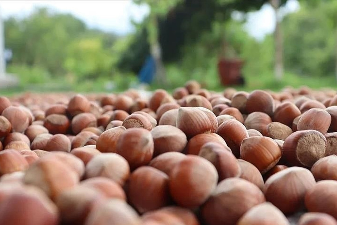 Ticaret borsalarında sezonun ilk 4 ayında 179 bin tonluk işlem