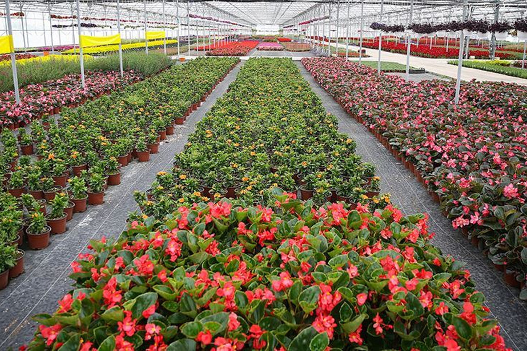 İhracatı 2025'te tarihinin en y&uuml;ksek seviyesine ulaştı! 159 milyon doları aştı