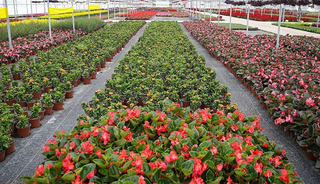 İhracatı 2025'te tarihinin en y&uuml;ksek seviyesine ulaştı! 159 milyon doları aştı