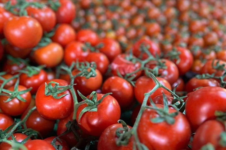 T&uuml;rkiye'den ge&ccedil;en yıl 401 milyon dolarlık domates ihra&ccedil; edildi! "2026 i&ccedil;in &ccedil;ok umutluyuz"