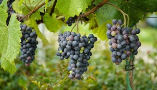 &Uuml;z&uuml;m i&ccedil;in pestisit uyarısı geldi