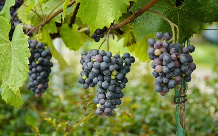 &Uuml;z&uuml;m i&ccedil;in pestisit uyarısı geldi