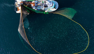 Sinop'tan ge&ccedil;en yıl 164 milyon doların &uuml;zerinde su &uuml;r&uuml;nleri ihra&ccedil; edildi