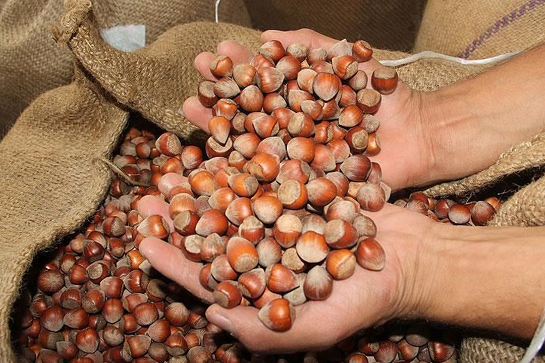 T&uuml;rk fındığı 2025'te 122 &uuml;lkede alıcı buldu! 2 milyar doları aştı