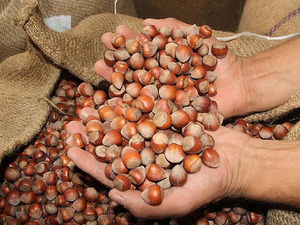 T&uuml;rk fındığı 2025'te 122 &uuml;lkede alıcı buldu! 2 milyar doları aştı