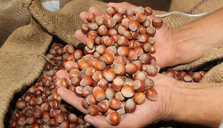 T&uuml;rk fındığı 2025'te 122 &uuml;lkede alıcı buldu! 2 milyar doları aştı