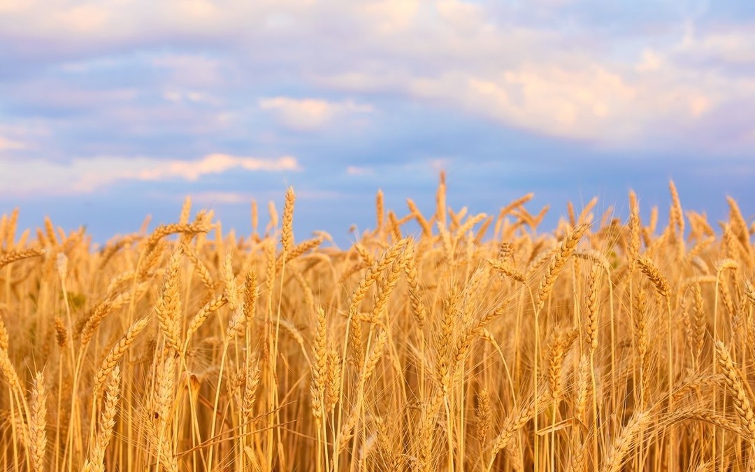 Anadolu Tarım İşletmesi M&uuml;d&uuml;rl&uuml;ğ&uuml; 327 ton buğday satacak