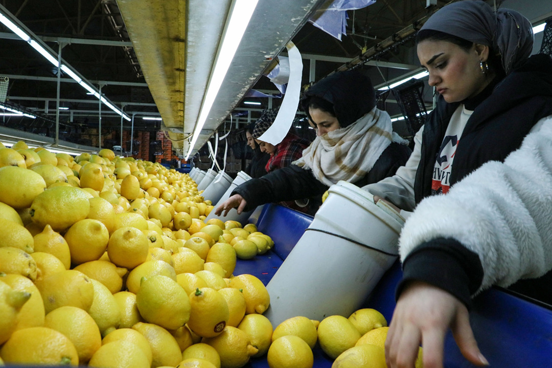 Narenciye ihracatı 2025'te T&uuml;rkiye'ye 1 milyar 477 milyon 58 bin dolar kazandırdı