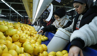 Narenciye ihracatı 2025'te T&uuml;rkiye'ye 1 milyar 477 milyon 58 bin dolar kazandırdı