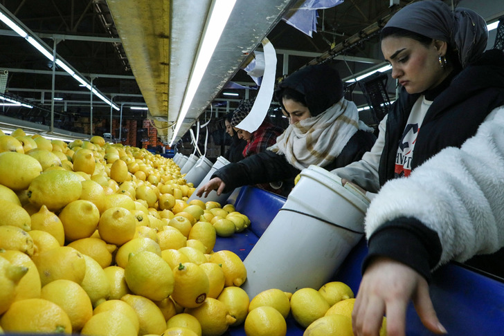 Narenciye ihracatı 2025'te T&uuml;rkiye'ye 1 milyar 477 milyon 58 bin dolar kazandırdı