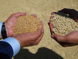 TMO, yem sekt&ouml;r&uuml; i&ccedil;in ilave stokları satışa sundu