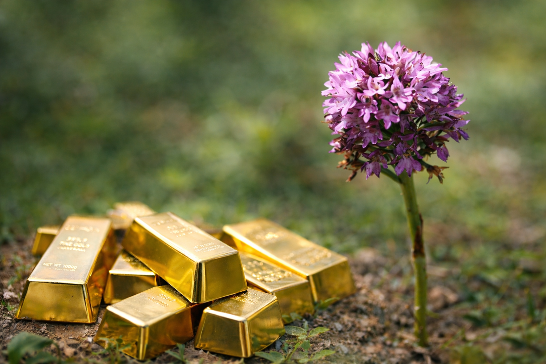 Bah&ccedil;ede yetiştiriliyor, kilosu altınla yarışıyor! Bu &uuml;r&uuml;n&uuml; eken kazanıyor