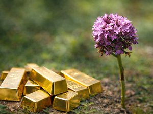 Bah&ccedil;ede yetiştiriliyor, kilosu altınla yarışıyor! Bu &uuml;r&uuml;n&uuml; eken kazanıyor