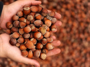 Ticaret borsalarında sezonun ilk 5 ayında 217 bin tonu aşkın fındık işlem g&ouml;rd&uuml;