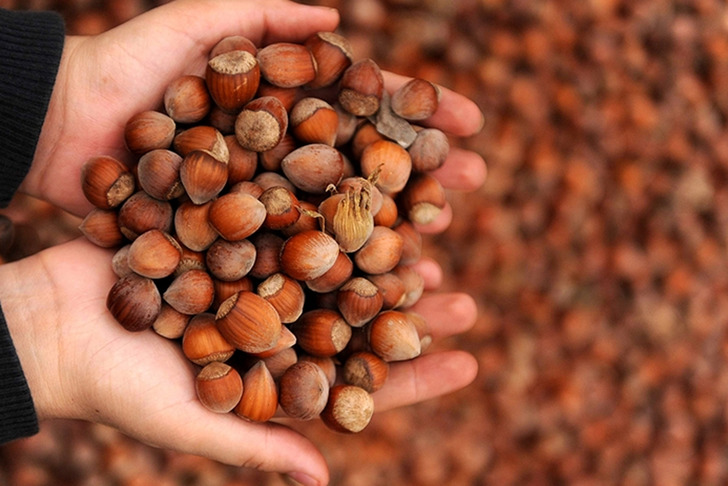 Ticaret borsalarında sezonun ilk 5 ayında 217 bin tonu aşkın fındık işlem g&ouml;rd&uuml;