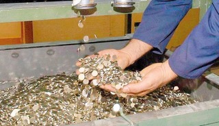 1 ve 5 kuruş tedav&uuml;lden kalktı mı? DMM&rsquo;den a&ccedil;ıklama geldi!