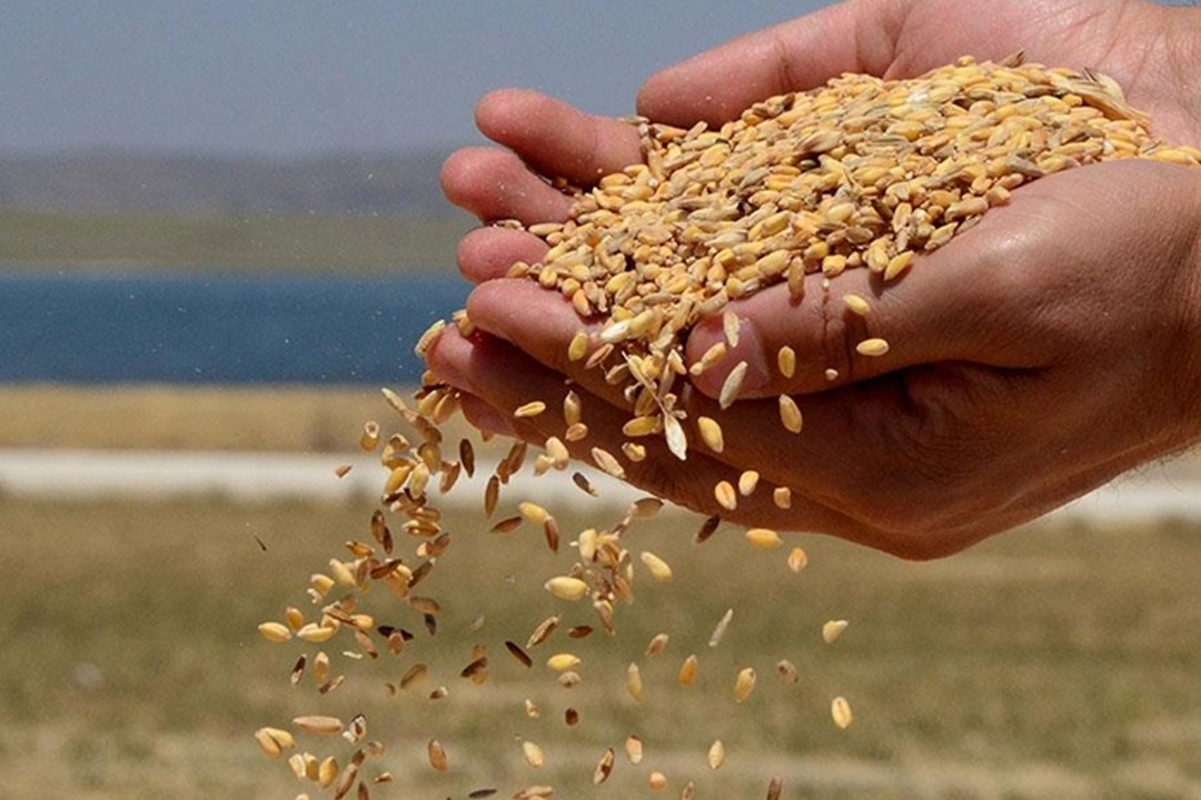 TMO lisanslı depolardaki buğdayı g&uuml;nl&uuml;k satışa a&ccedil;ıyor