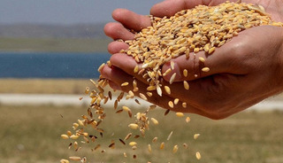 TMO lisanslı depolardaki buğdayı g&uuml;nl&uuml;k satışa a&ccedil;ıyor