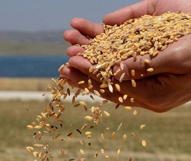 TMO lisanslı depolardaki buğdayı g&uuml;nl&uuml;k satışa a&ccedil;ıyor