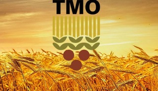 TMO, kuruma ait ekmeklik ve makarnalık buğdayı günlük satışa açtı