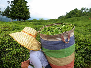 T&uuml;rk &ccedil;ayının ihracat geliri ocakta y&uuml;zde 66 arttı