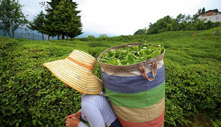 T&uuml;rk &ccedil;ayının ihracat geliri ocakta y&uuml;zde 66 arttı