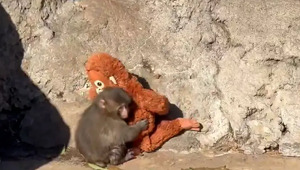 Bir fotoğrafla &uuml;nl&uuml; oldu! Maymun Punch'ın oyuncağı yok satıyor: 250 bin dolar teklif eden var