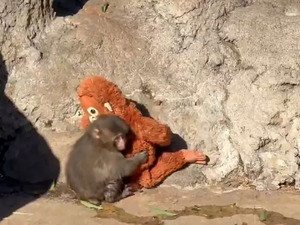 Bir fotoğrafla &uuml;nl&uuml; oldu! Maymun Punch'ın oyuncağı yok satıyor: 250 bin dolar teklif eden var