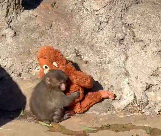 Bir fotoğrafla &uuml;nl&uuml; oldu! Maymun Punch'ın oyuncağı yok satıyor: 250 bin dolar teklif eden var