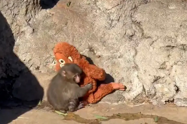 Bir fotoğrafla &uuml;nl&uuml; oldu! Maymun Punch'ın oyuncağı yok satıyor: 250 bin dolar teklif eden var