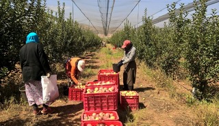 Tarımda asgari &uuml;cret kullanılmıyor: İş&ccedil;i maaşı 37 bin TL&rsquo;yi ge&ccedil;ti