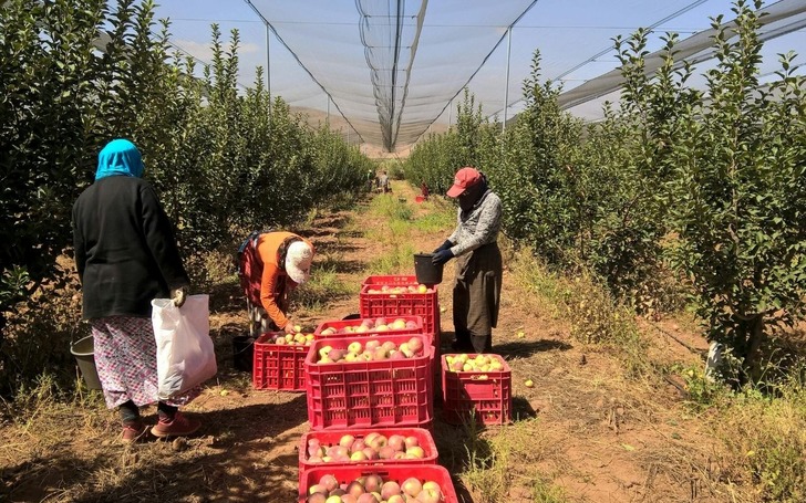 Tarımda asgari &uuml;cret kullanılmıyor: İş&ccedil;i maaşı 37 bin TL&rsquo;yi ge&ccedil;ti