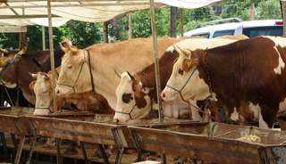 Buldan&rsquo;da şap karantinası kaldırıldı